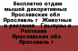 бесплатно отдам мышей декоративных - Ярославская обл., Ярославль г. Животные и растения » Грызуны и Рептилии   . Ярославская обл.,Ярославль г.